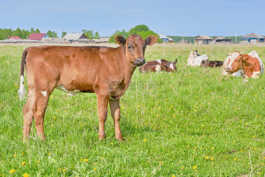 一头年轻的棕色公牛在村附近图片