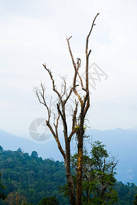 在马来西亚热带雨林中没有叶子的枯树照图片