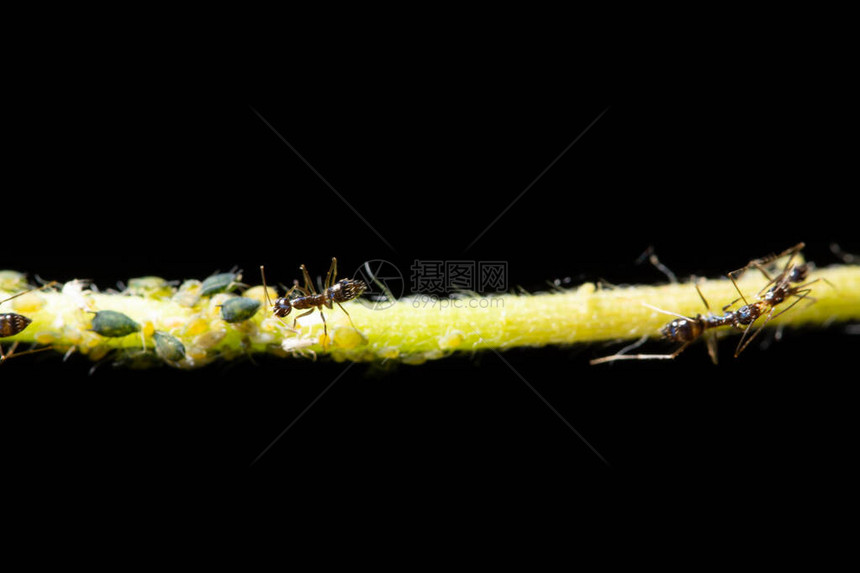 带蚂蚁的大蚜虫图片