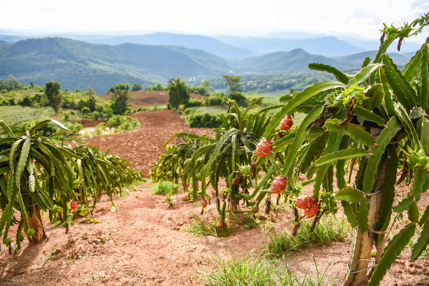 树上火龙果成熟火龙果园在泰国亚洲火龙果或火龙果等山上等待收图片