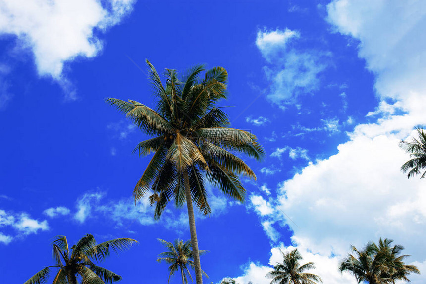 蓝天海滩上的棕榈树图片