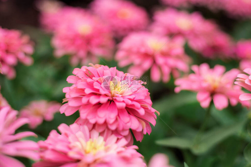 绿色背景花园种植园上的粉红色花朵图片