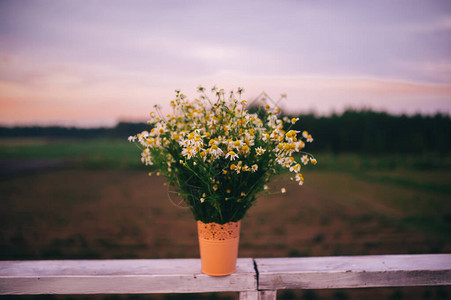 在日落背景的花瓶中田地甘菊花朵布图片
