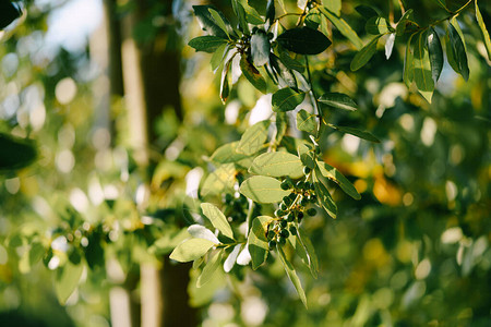 树枝树叶和浆果月桂叶在树上高质量的照片图片