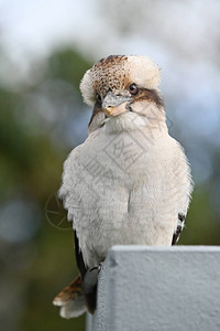 澳洲本地的Kookaburra大鱼图片