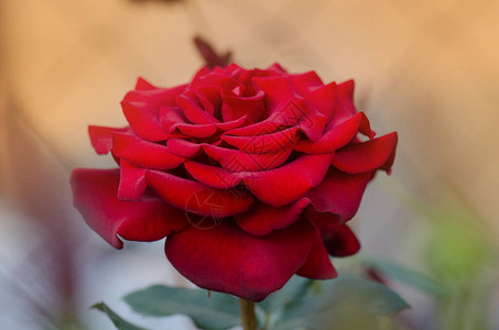 红玫瑰花背景花园里灌木上的红玫瑰红玫瑰花红玫瑰图片