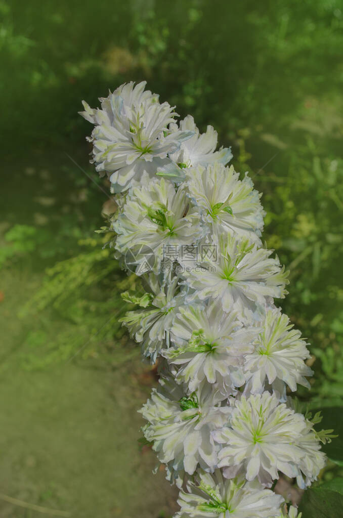 有机温室花园中的翠雀花植物生长图片