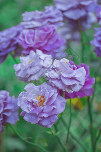紫色熏衣草玫瑰花朵在花园里种植银图片