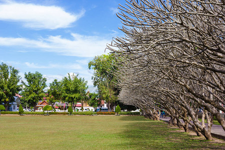泰国楠府的素馨花树图片