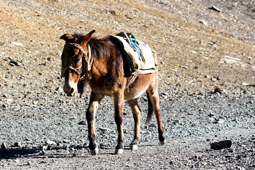 在尼泊尔喜马拉雅山载货的驴子安纳普尔纳赛道他们经常被用作搬运工来携带旅游设图片