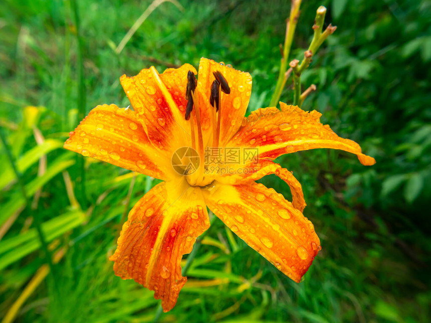 与雨水的橙色百合花滴眼液鲜花和园花卉栽培夏季文本的地方花店橱窗的广告投票图片