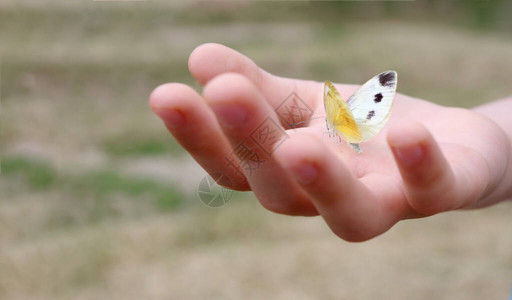 孩子手中的蝴蝶蝴蝶在孩子的手图片