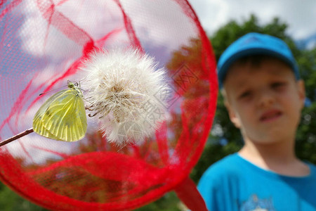 男孩用蝴蝶网捕到蝴蝶夏天的乐趣夏天的概念图片