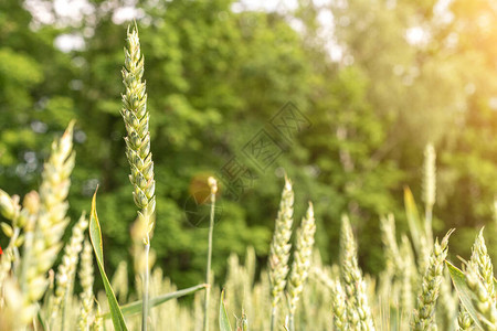 绿色小麦作物农业收获与谷类植物作背景天空日落上的面包图片