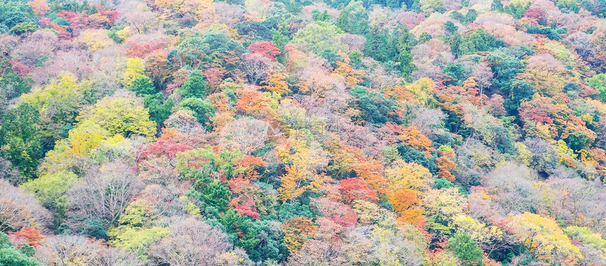 美丽的色彩多的叶子背景秋季图片