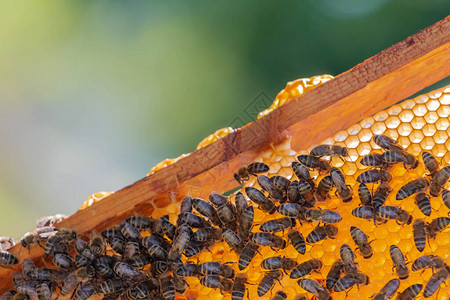 蜜蜂在夏季的蜂窝上蜂房中蜜蜂的窝框架在农村养蜂有机农业的概图片