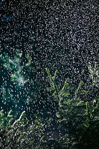 夏季大雨下着森林图片