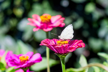 粉红色花朵百日草背景上的白蝴蝶图片