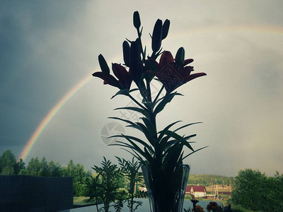 花瓶中百合花的月光透过灰色天空和彩虹图片