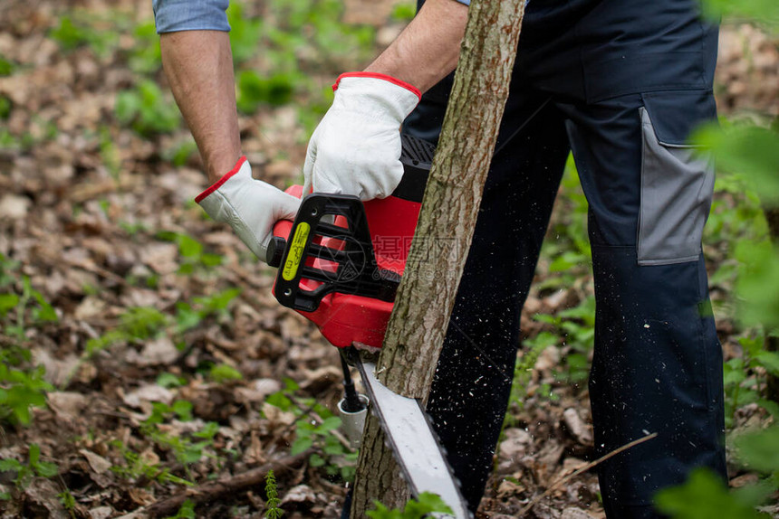 戴着手套的森林工人用电锯在森林里锯树木屑飞到两边锯链在运动在森林图片