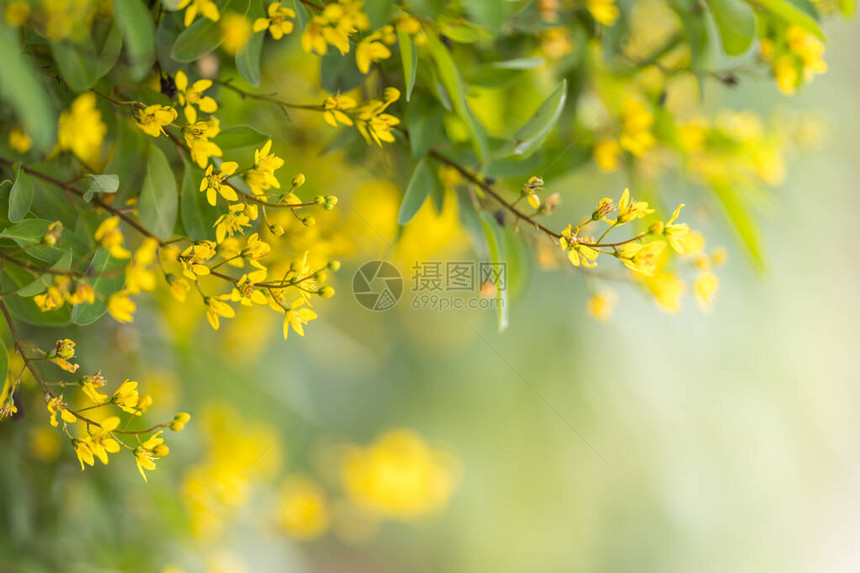 在阳光下模糊绿色背景上的自然景观黄花特写镜头与散景和复制空间用作背景自然植物景观生态壁图片