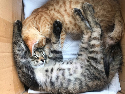 睡在纸板盒里的小猫咪们图片