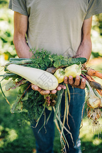 拿着新鲜蔬菜的园丁图片