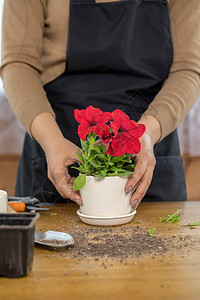 用泥土在木桌上用红色盛开的喇叭花特写陶瓷花盆图片