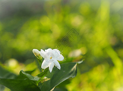 茉莉花上的蜘蛛网盛开在花园里的白花和绿叶上图片