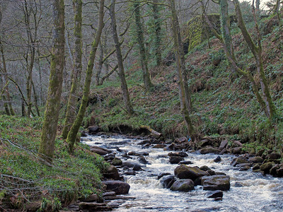 河水流过一个陡峭的山谷苔覆盖冬树图片