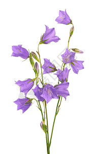 白色背景的紫色花朵被孤立美图片