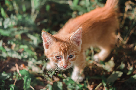 一只有着蓝色大眼睛的红色小猫一只小猫在公园的草地上行走小猫本质上宝贝图片