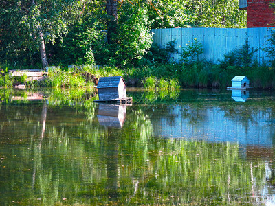 莫斯科附近的宁静夏天池塘图片
