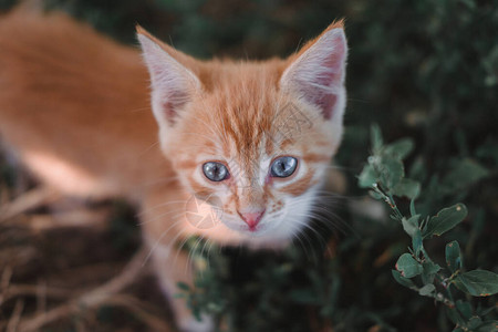 一只有着蓝色大眼睛的红色小猫一只小猫在公园的草地上行走小猫本质上宝贝图片