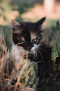 迷人的黑色和红色和白色小猫小蓬松小猫三色小猫在大自然中行走图片