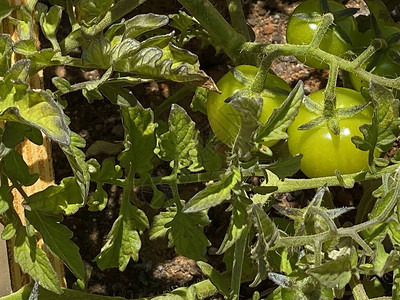 小学生可以学习农业和耕作的学校花园树枝上的第一个绿色未成熟的番茄果图片