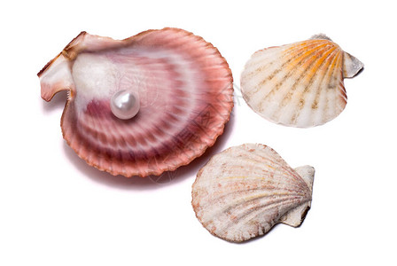 一个大贝壳用珍珠扇贝和两个小贝壳图片