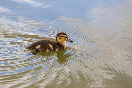 美丽的小鸭子在池塘的水中游泳它的形象反映在池塘的水中他图片