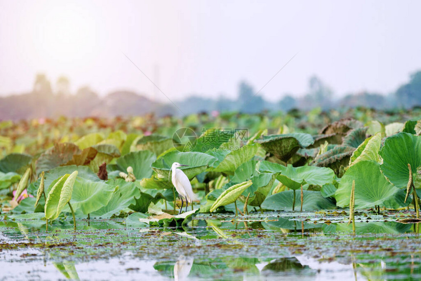站在泰国水中Lily莲花湖上的埃格雷特大鸟图片