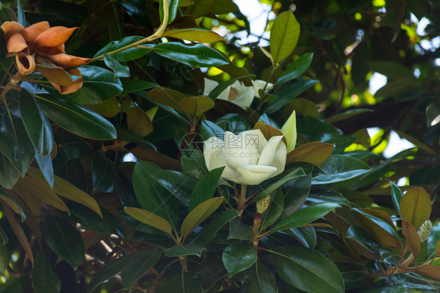 白玉兰在春天开大花常绿观赏植物花园树荫下的美丽花朵白玉兰特写在树图片