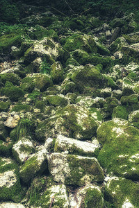 自然背景在石灰岩石上生长的深绿色苔藓图片