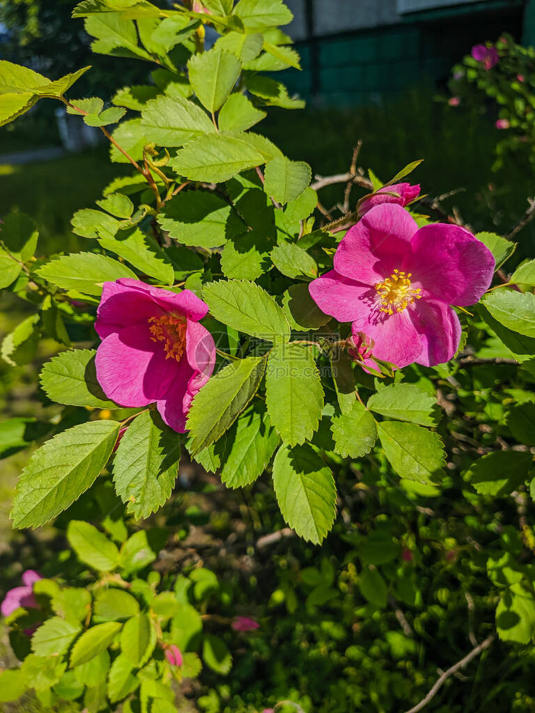 玫瑰花朵与粉红花瓣图片