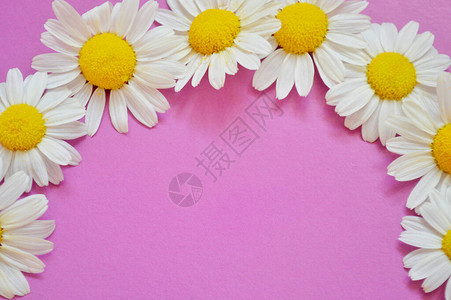 新鲜药用罗马甘菊鲜花的皮革在粉红色图片