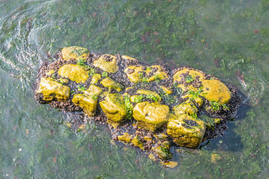 海藻和海藻图片