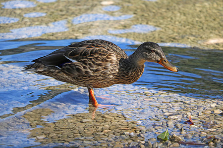 一只野鸭羽毛上沾着水滴的野图片