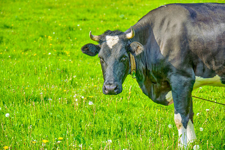 黑白牛在绿草地上放牧夏季风景俄图片