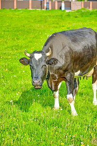 在草地上放牧的黑白牛和白牛俄图片
