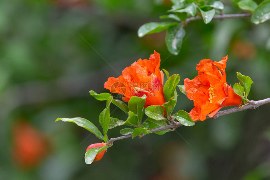 花岗树花在果树枝的红花粉红图片