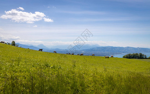 奥地利康斯坦湖山区绿地上的图片