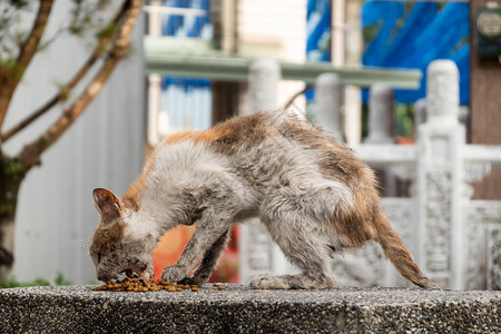 流浪猫生病流口水在街上图片